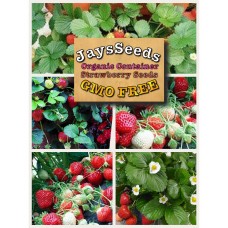 Organic Container Everbearing Strawberry 200 Seeds (Non-Gmo)   